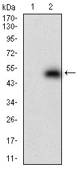 WB - DNMT1 Antibody AO1843a